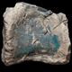 Opalized vertebra of Fostoria dhimbangunmal.
